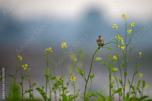 Obraz na płótnie A beautiful shot of a bird, likely a Bluethroat, perched on a mustard plant stem, in the midst of vibrant yellow flowers. w salonie