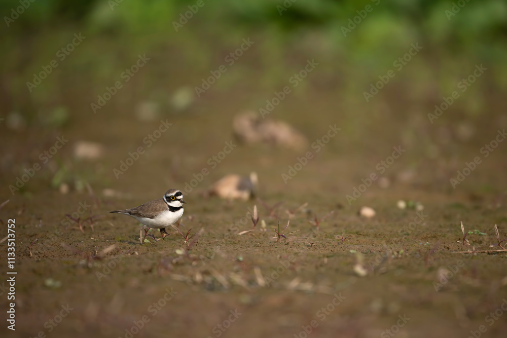 Little ringed plover bird stands on a sandy shoreline.