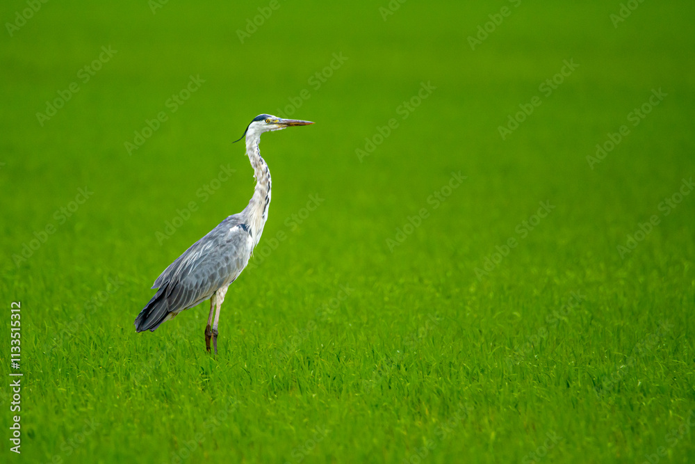 Fototapeta premium Ardea cinerea