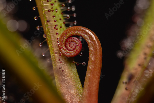 Planta carnívora