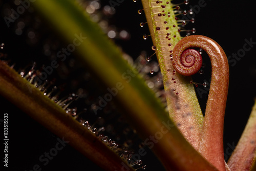 Planta carnívora