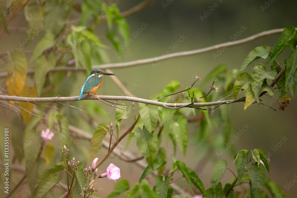 A beautiful kingfisher sits perched on a branch, surrounded by vibrant green foliage.