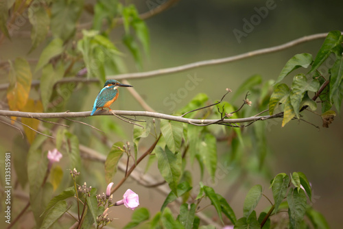 Obraz na płótnie A beautiful kingfisher sits perched on a branch, surrounded by vibrant green foliage. w salonie