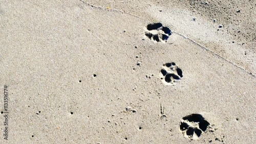 A set of paw prints on the sand. The prints are in a row and are of different sizes