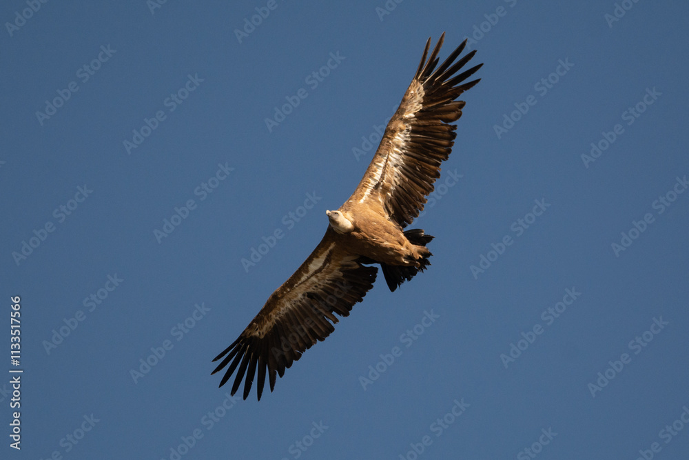 Fototapeta premium Buitres