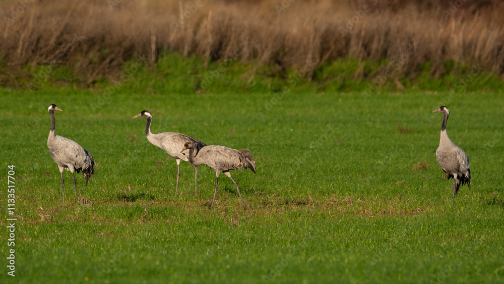 Fototapeta premium Grus grus