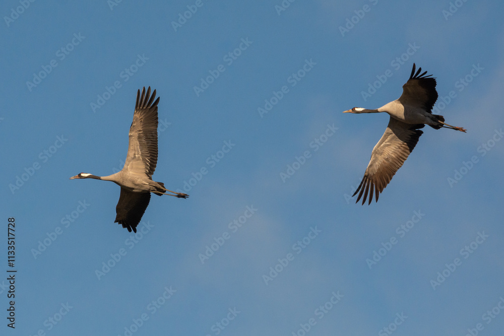 Fototapeta premium Grus grus