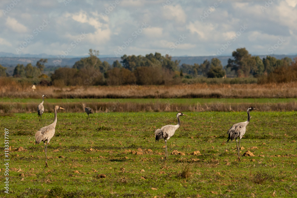 Fototapeta premium Grus grus