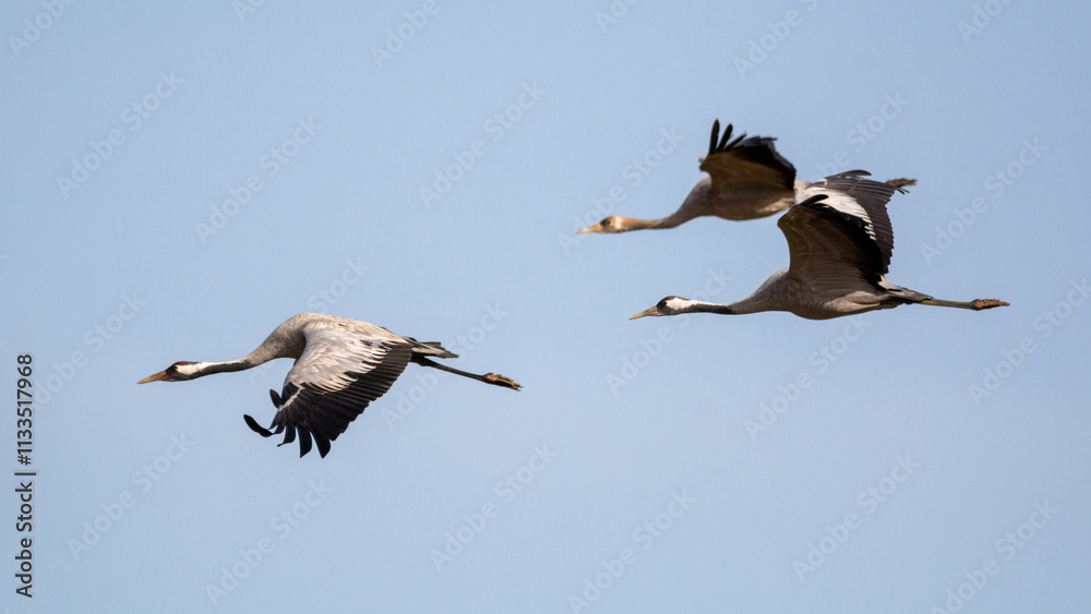 Obraz premium Grulla común