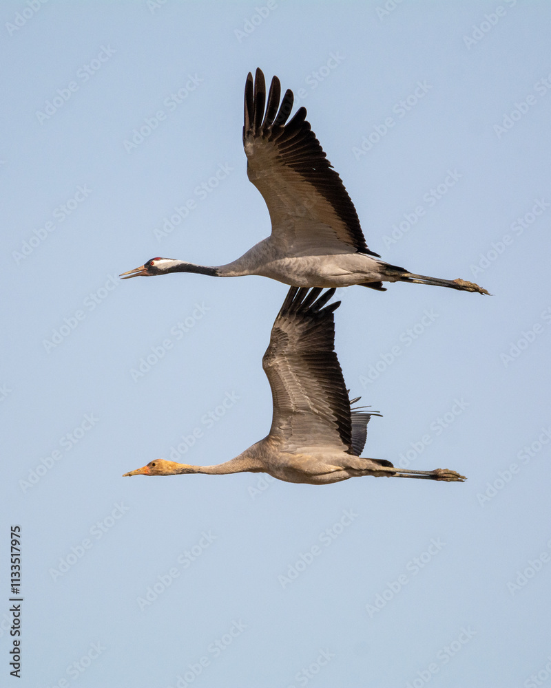 Obraz premium Grullas