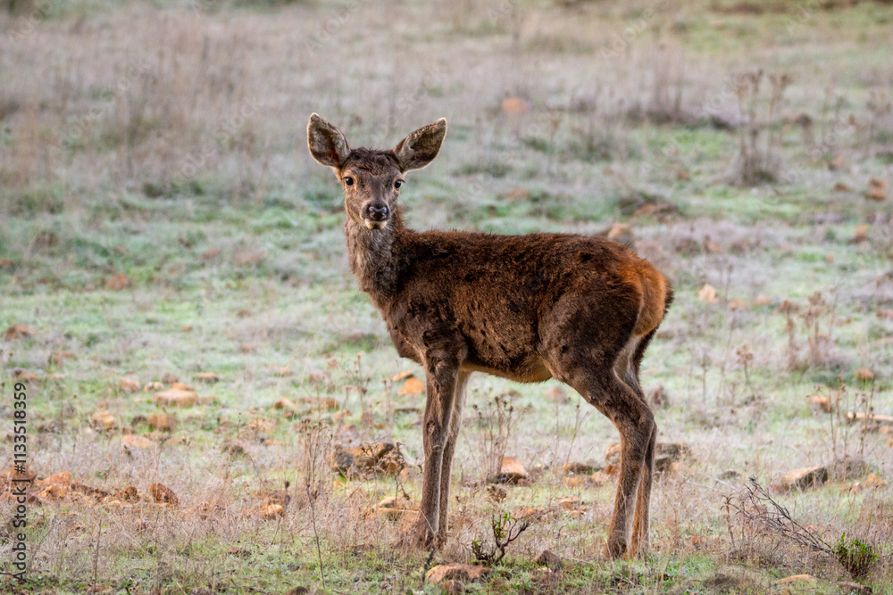 Fototapeta premium cervus elaphus
