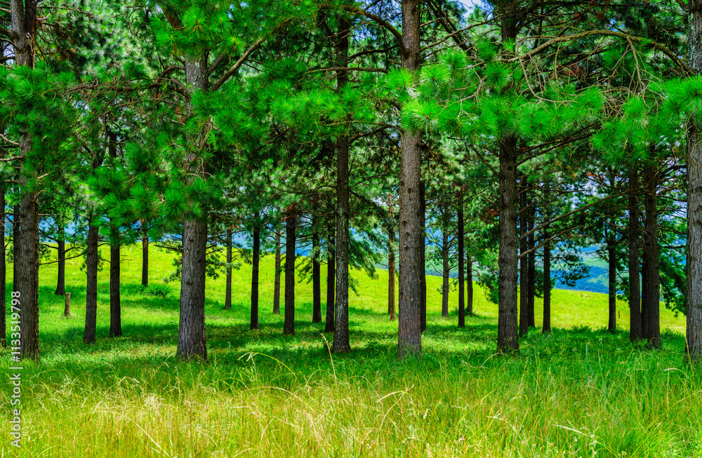 Fototapeta premium Pine trees forest in the Drakensberg mountain, highlighting the scenic and tranquil landscape, KwaZulu-Natal, South Africa