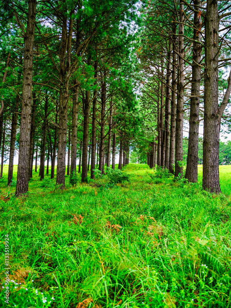 Vertical view of the pine trees forest in the Drakensberg mountain, highlighting the scenic and tranquil landscape, KwaZulu-Natal, South Africa
