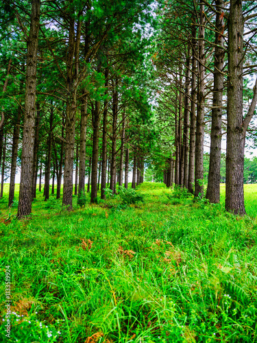 Obraz na płótnie Vertical view of the pine trees forest in the Drakensberg mountain, highlighting the scenic and tranquil landscape, KwaZulu-Natal, South Africa w salonie