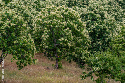 Fotografia Castaños