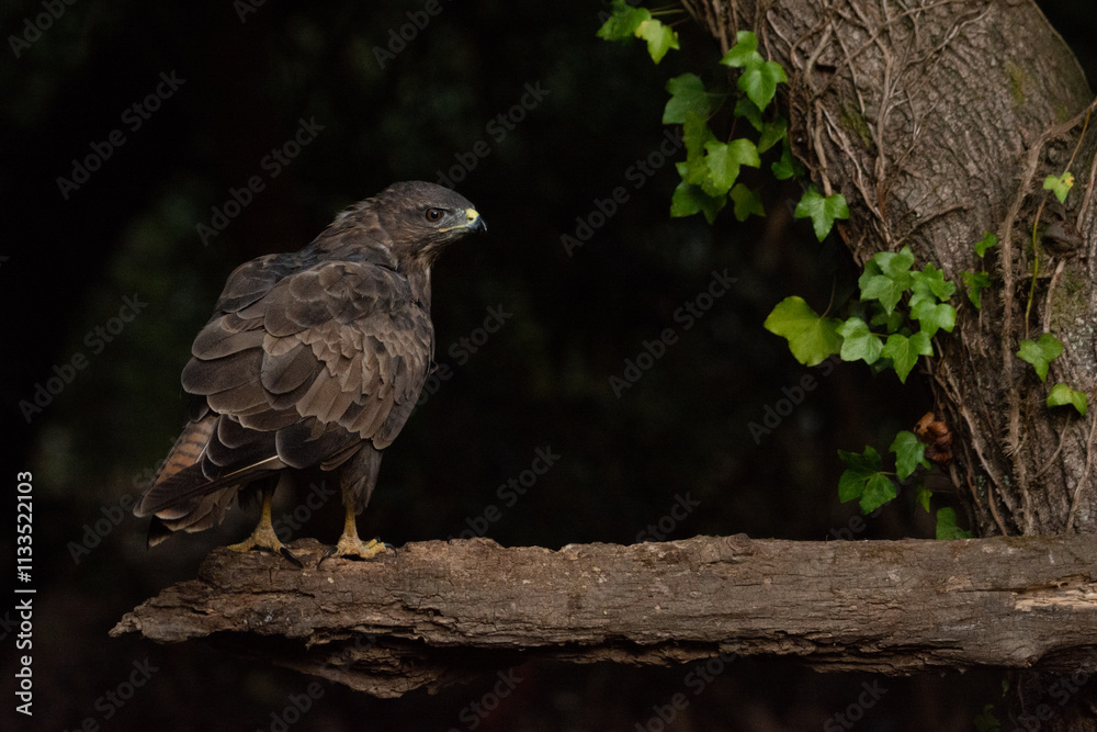 Buteo buteo