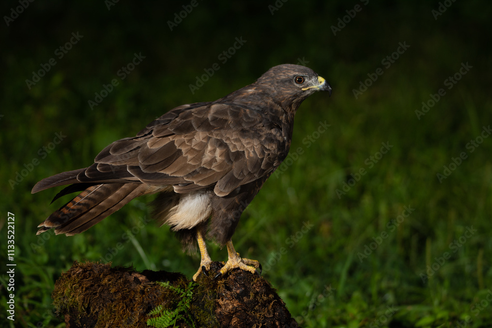 Fototapeta premium Buteo buteo