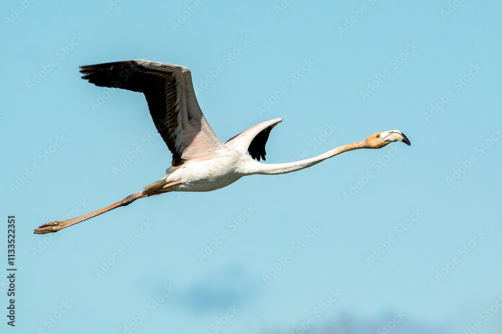 Obraz premium Phoenicopterus roseus