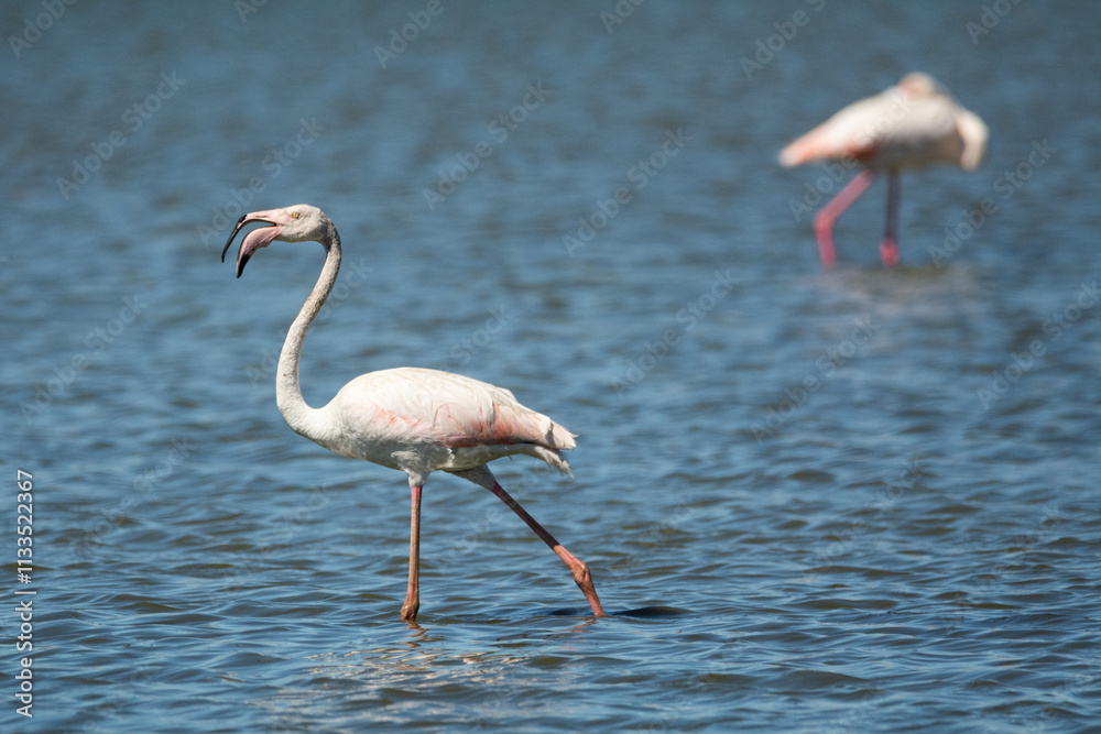 Fototapeta premium Phoenicopterus roseus
