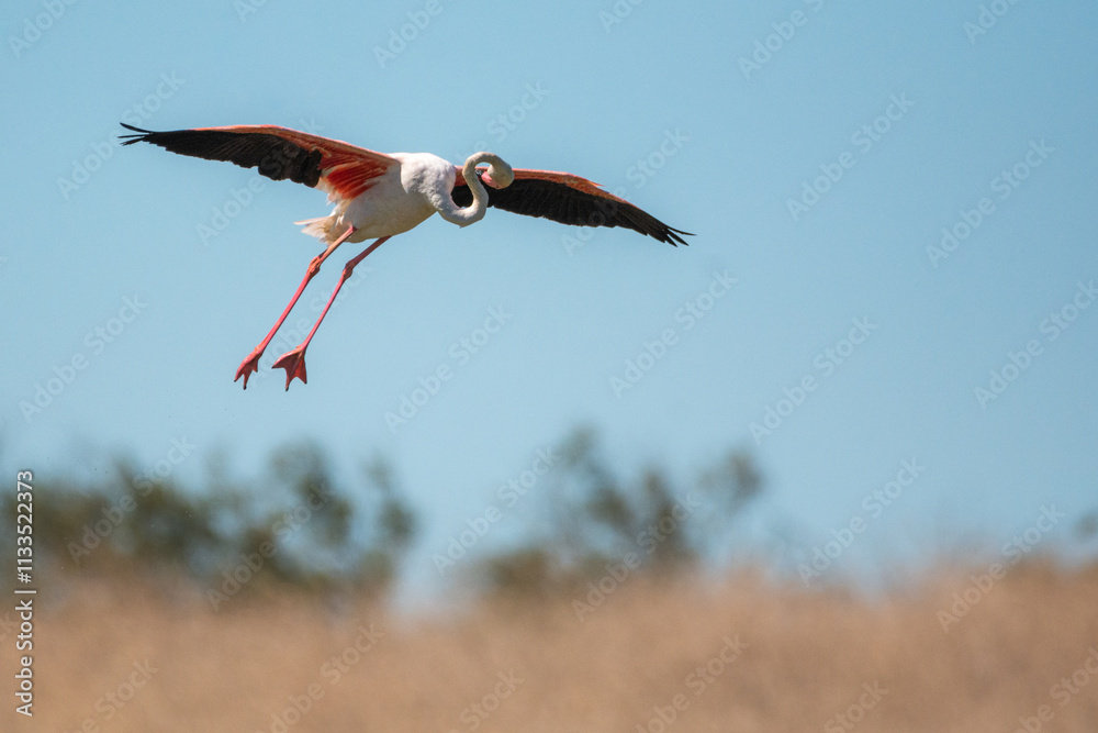 Obraz premium Phoenicopterus roseus
