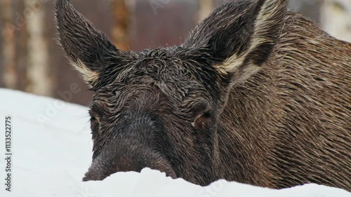 Extreme close up of wet Fur of a Moose or Elk (Alces Alces) of Norway.