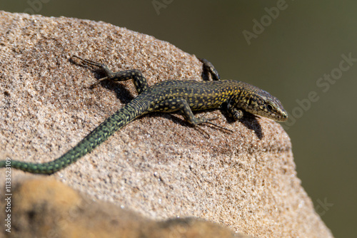 Podarcis carbonelli berlengensis photo