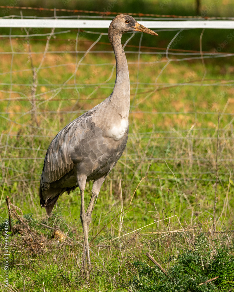 Naklejka premium Grulla