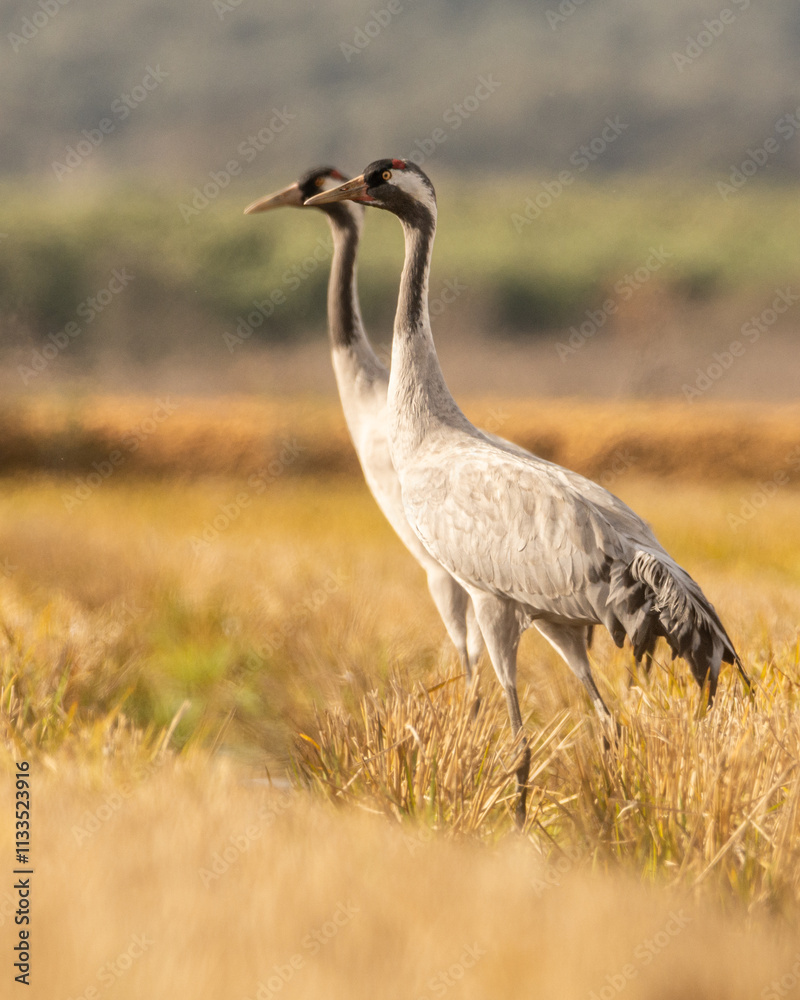Fototapeta premium Grulla