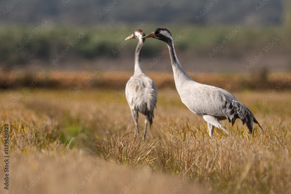 Fototapeta premium Grulla