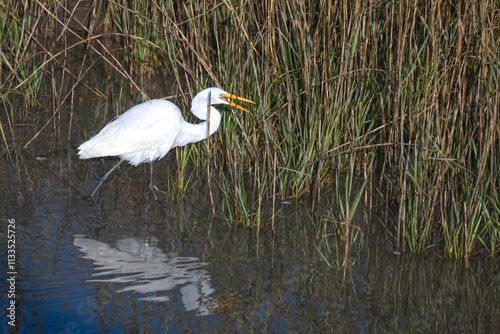 Great Egret swallowing a freshly caught fish, with reflection in water, among cordgrass.