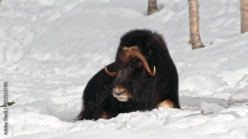 Close up of a Musk Ox (Ovibos Moschatus) Looking into the Camera at Norway.