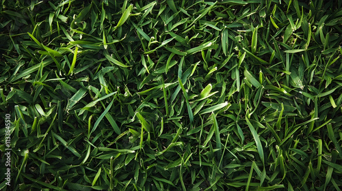 realistic photo of blured grass as background overhead shot