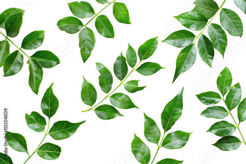 Organic Curry Leaves Isolated on Transparent Background photo