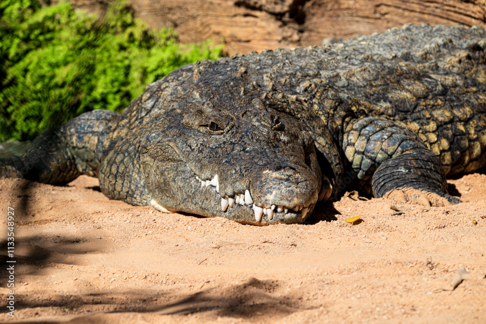 Fototapeta premium photographs of African crocodile in its natural habitat in the middle of nature