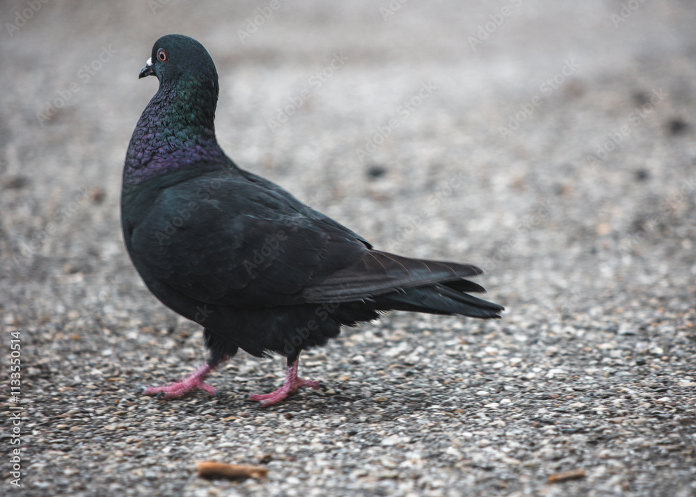 Obraz premium Landshut