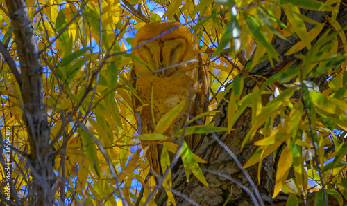 Barn owl in the tree