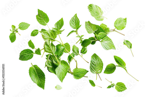 Green Tulsi Leaves Isolated on Transparent Background