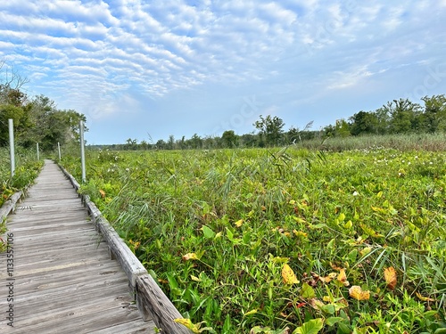 Lily pad covered lake in early summer clouds