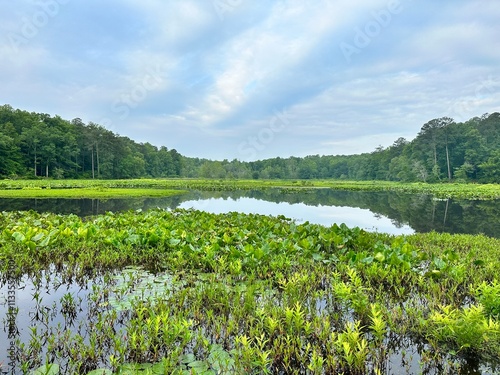 Beautiful Summer lake Morning