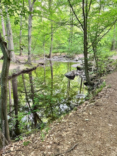 Creek in the forest