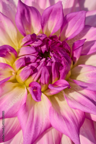 PINK Crisp Flower