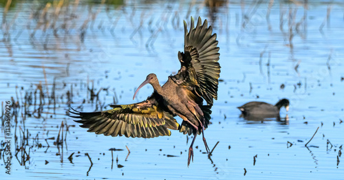 Ibis touching down at the refuge