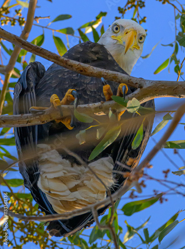 Bald Eagle perched above