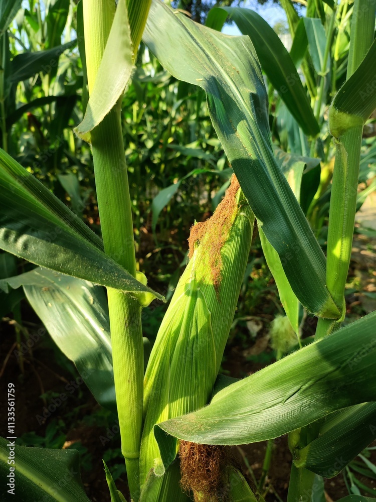 Obraz premium Close up of Corn Cob or zea mays on the corn field.