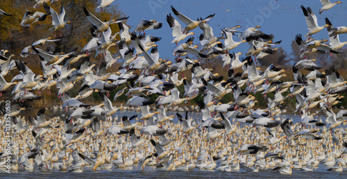 Migrating Snow Geese take off in the Pacific Flyway in California USA