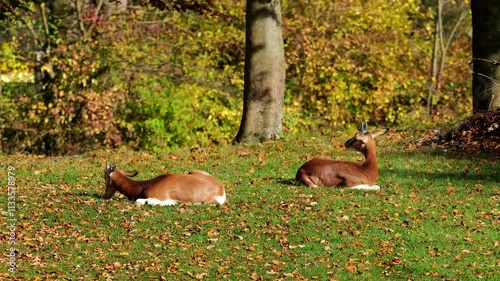 Dama gazelle, Gazella dama mhorr or mhorr gazelle is a species of gazelle. Lives in Africa in the Sahara desert and the Sahel, browses on desert shrubs and acacia and it eats rough grasses in drought photo