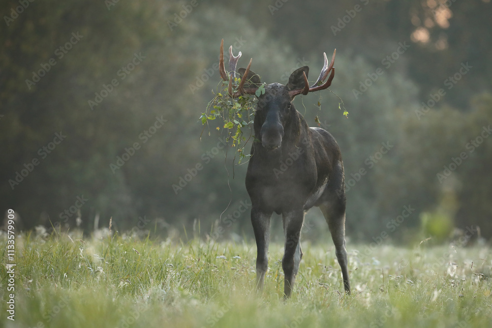Łoś (Alces alces) moose