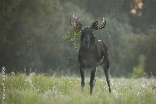 Łoś (Alces alces) moose