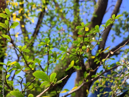 Low Angle of tree branches and tree trunk. Tree molt in the dry season, beautifull tree branches against a blue sky.