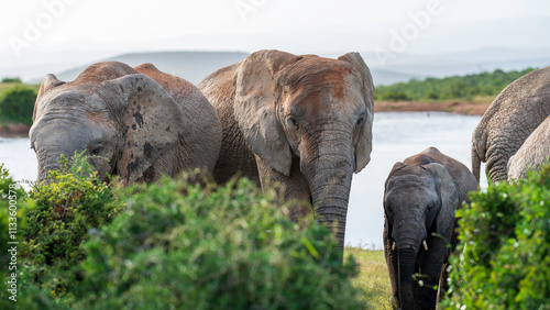 Family of elephants walking into the bush after drinking from a water hole, Addo Elephant National Park, South Africa
